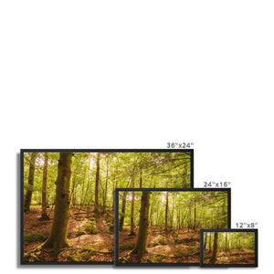 Forest 8 Framed Canvas