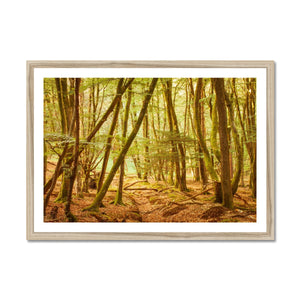 Forest 11 Framed Print