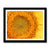 Sun flower 1 Framed Print