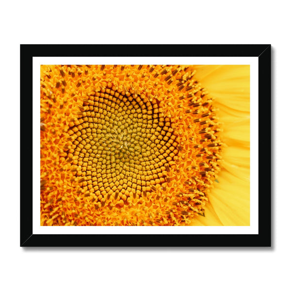 Sun flower 1 Framed Print