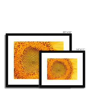 Sun flower 1 Framed & Mounted Print