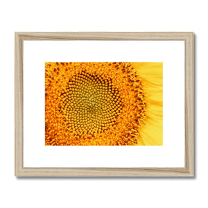 Sun flower 1 Framed & Mounted Print