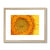 Sun flower 1 Framed & Mounted Print