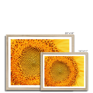 Sun flower 1 Framed Print