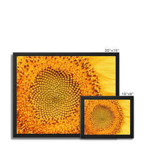 Sun flower 1 Framed Canvas