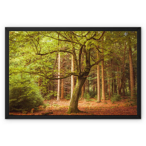 Forest 12 Framed Canvas