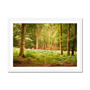 Forest 13 Framed Print