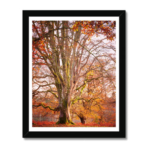 Autumn tree