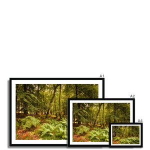 Forest 3 Framed Print