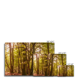 Forest 9 Canvas