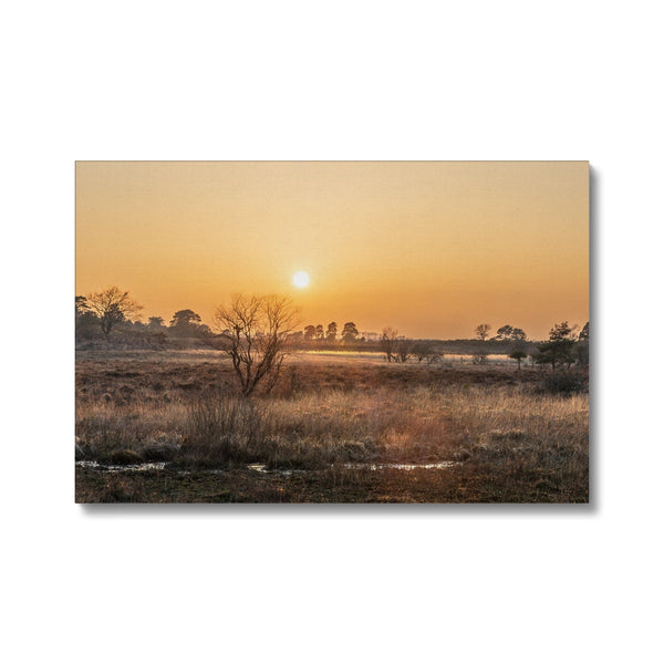 Sun reeds Canvas