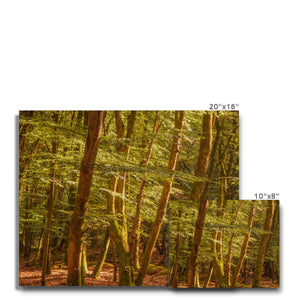 Forest 26 Canvas