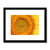 Sun flower 1 Framed & Mounted Print