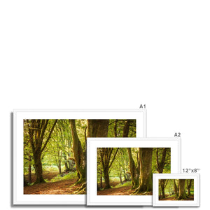 Forest 14 Framed & Mounted Print