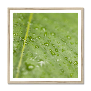 Leaf Macro 4 Framed Print