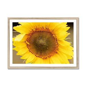 Sun Flower 2 Framed Print