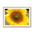 Sun Flower 2 Framed Print