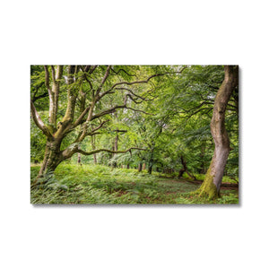 Bolderwood 3 Canvas