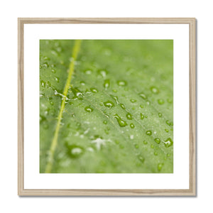 Leaf Macro 4 Framed & Mounted Print