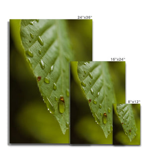 Leaf droplets 3