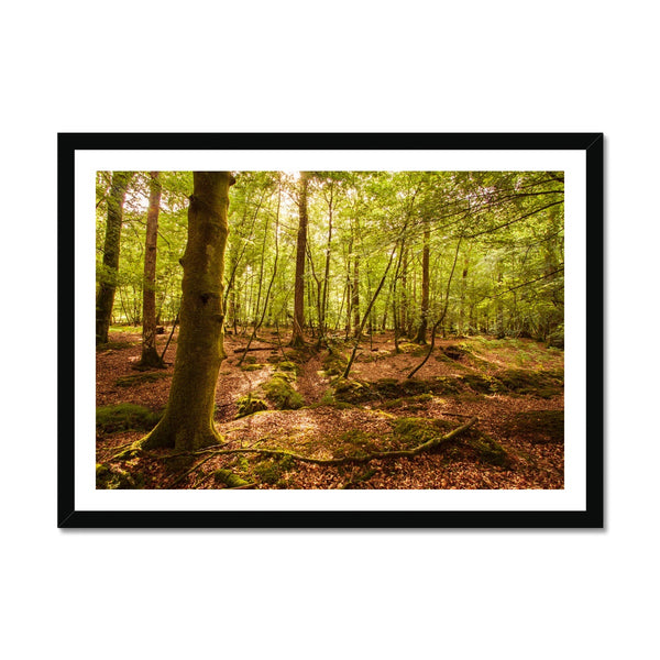 Forest 8 Framed Print