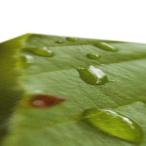 Leaf droplets 3