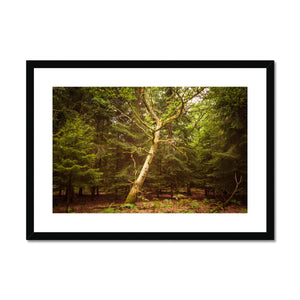 Forest 7 Framed & Mounted Print