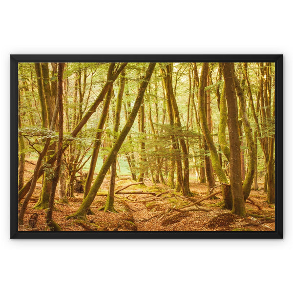 Forest 11 Framed Canvas