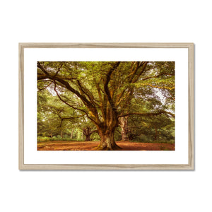 Forest 1 Framed & Mounted Print