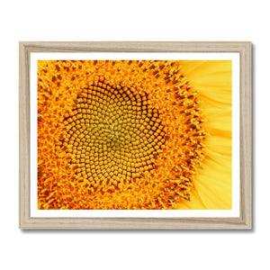 Sun flower 1 Framed Print