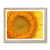 Sun flower 1 Framed Print