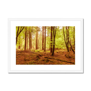 Forest 5 Framed & Mounted Print