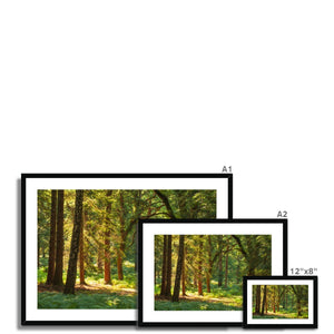 Forest 15 Framed & Mounted Print