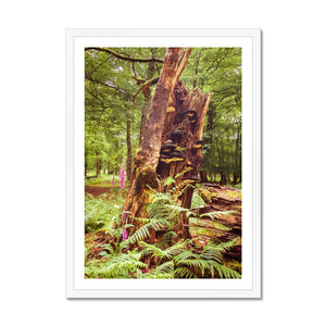 Forest  23 Framed Print