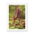 Forest  23 Framed Print