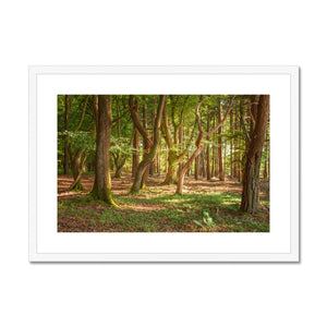 Forest 19 Framed & Mounted Print