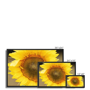 Sun Flower 2 Framed Canvas