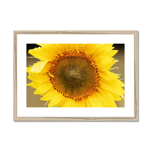 Sun Flower 2 Framed & Mounted Print