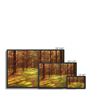 Forest 16 Framed Canvas