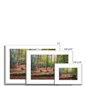 Tranquil autumn woodland