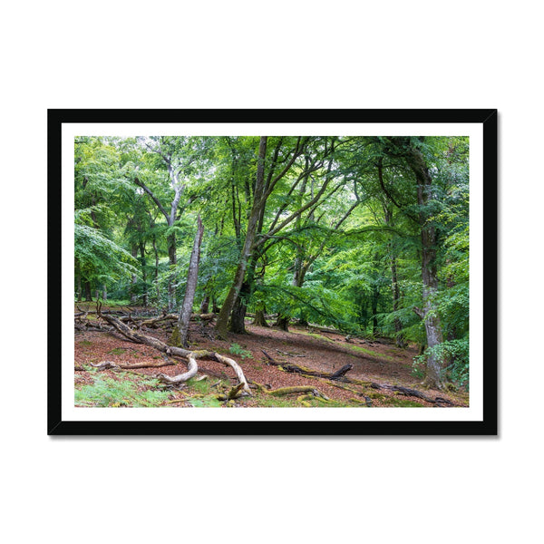 Bolderwood 1 Framed Print