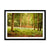 Forest 13 Framed Print