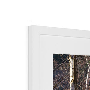 Birch light Framed & Mounted Print