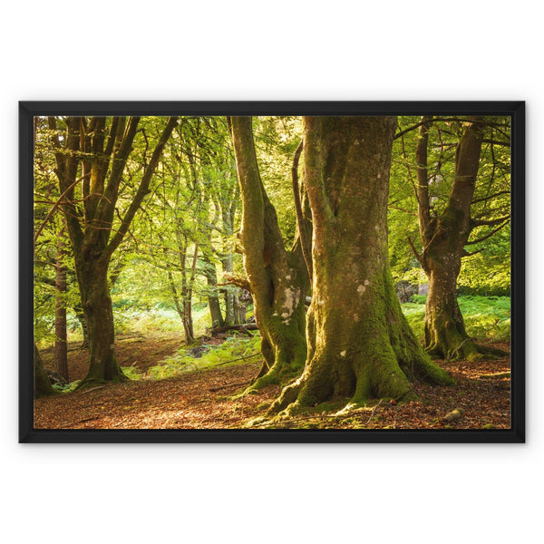 Forest 14 Framed Canvas