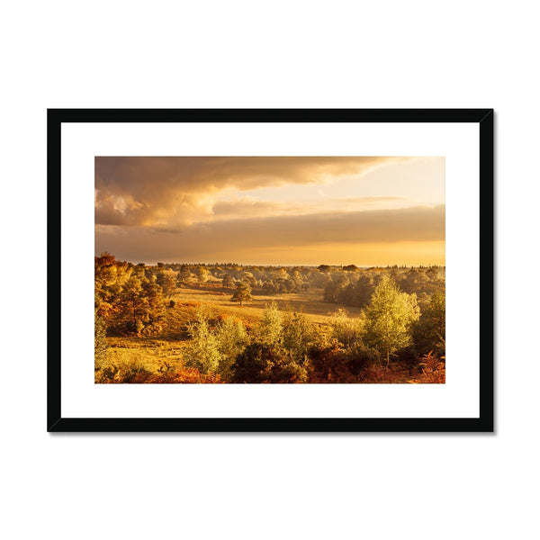 Forest 20 Framed & Mounted Print