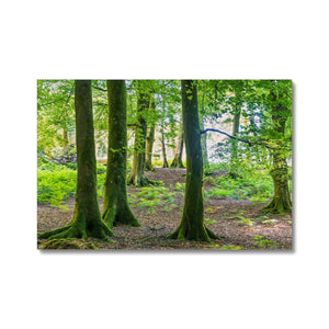 Puckpits Beeches Canvas