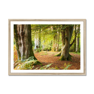 Forest 18 Framed Print