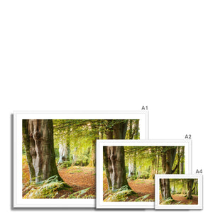 Forest 18 Framed Print