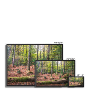 Tranquil autumn woodland