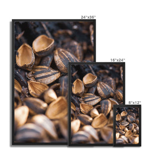 Sun Flower seeds 3 Framed Canvas